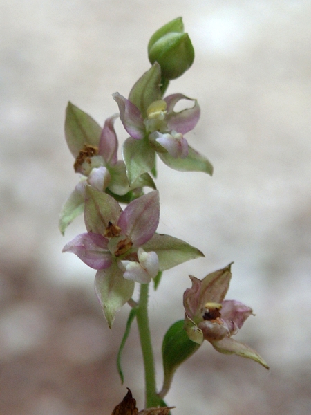 Epipactis helleborine